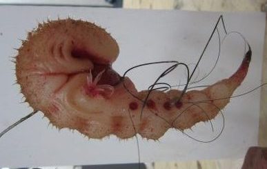 Embryo Alien