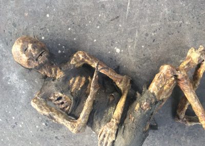 Mummified Skeleton Prop