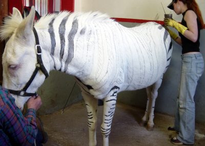 painted horse zebra